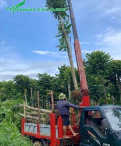 Chọn cây có kích thước đồng đều, chiều cao khoảng hơn 4m, đường kính gốc 15 - 18cm