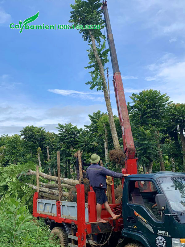 Chọn cây có kích thước đồng đều, chiều cao khoảng hơn 4m, đường kính gốc 15 - 18cm