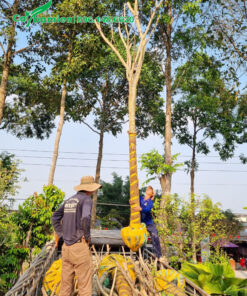 Cẩu nhấc cây Kèn Hồng công trình vanh 40 lên xe