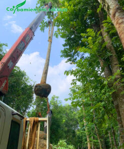 Cây Lát Hoa đường kính gốc hơn 20cm đang được cẩu lên xe