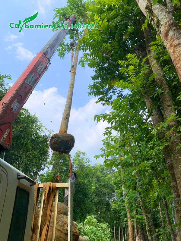 Cây Lát Hoa đường kính gốc hơn 20cm đang được cẩu lên xe