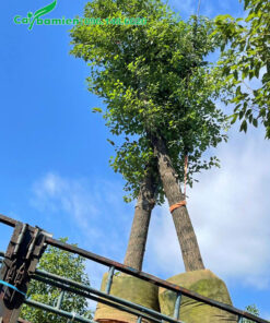 Cần cẩu đang xếp Long Não công trình lên thùng xe đầu kéo