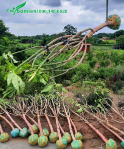 Cần cẩu đang di chuyển từng cây Sake công trình lên thùng xe tải