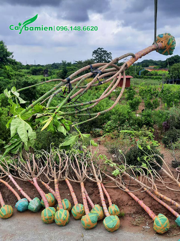 Cần cẩu đang di chuyển từng cây Sake công trình lên thùng xe tải