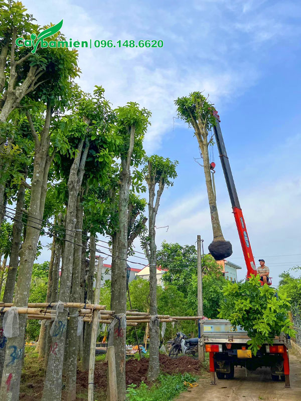 Sala dâm ủ đã tỉa tay cành, đường kính gốc 18 - 20cm