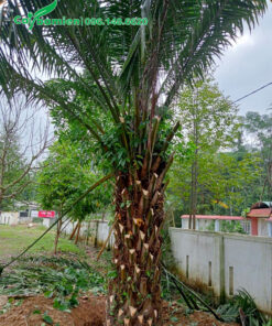 Đánh bầu cây lâu năm lóng thân cao khoảng 2m3