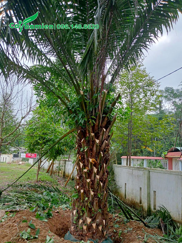 Đánh bầu cây lâu năm lóng thân cao khoảng 2m3