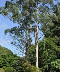 Bạch đàn trồng trong công viên, dáng cao thẳng rất đẹp