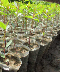 Cây con mới ươm, phát triển tốt