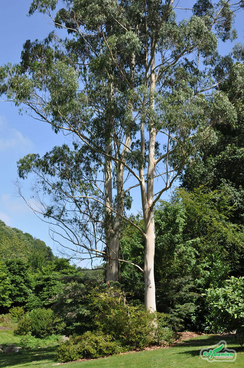 Bạch đàn trồng trong công viên, dáng cao thẳng rất đẹp