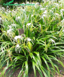 Cây hoa Bạch Trinh Biển trồng thành bụi lớn, kéo dài