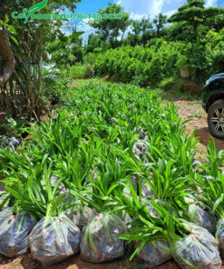 Tập kết hàng chục túi cây bạch trinh biển đã đóng gói cẩn thận