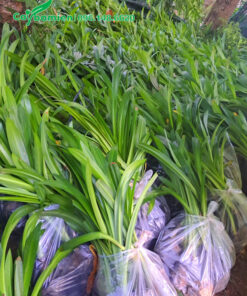 Đóng gói 10 cây trong 1 túi nilon để bảo vệ bầu, cho tiện di chuyển