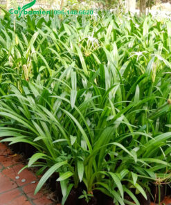 Cây hoa bạch trinh biển thuần bầu, chiều cao 50cm