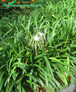 Đường viền được phủ xanh bằng những hàng cây bạch trinh biển