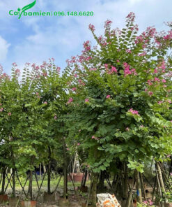 Cây hoa ban hoàng hậu đẹp, tán lá xanh tốt, chiều cao khoảng 5m