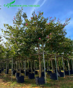 Vường dưỡng ủ ban hoàng hậu quy mô lớn, chiều cao khoảng 4m