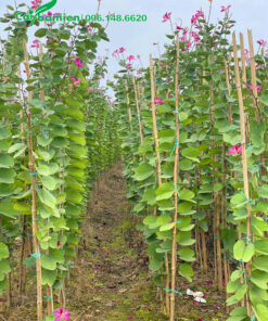 Dựng cọc để buộc giữ cây hoa Ban Tím mọc thẳng và đẹp hơn