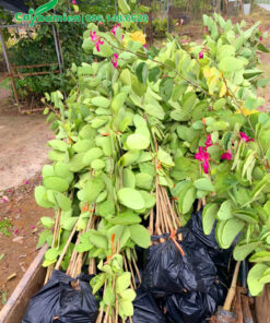 Xếp cây giống ban tím vào túi nilong, 10 cây/túi để tiện vận chuyển