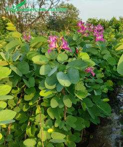 Vườn cây giống ban tím hoàng hậu, chiều cao khoảng 50 - 60cm