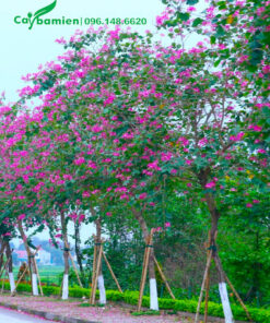 Hàng cây ban hoàng hậu nở nhiều hoa màu tím xinh đẹp