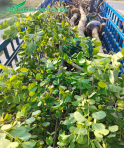 Cây Ban Tây Bắc đường kính gốc 20cm, hàng dâm ủ chất lượng cao