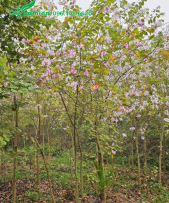 Vườn cây ban hoa trắng xinh đẹp, chiều cao khoảng 5 - 6m