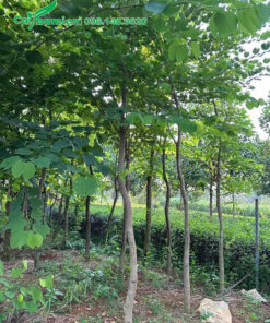 Vườn cây ban trắng Tây Bắc trưởng thành, cao 4 - 5m