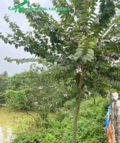 Cây trưởng thành đang ra hoa, cành nhánh vươn dài xanh tốt