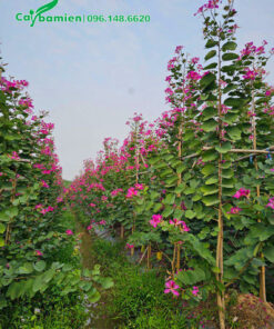 Vườn trồng vài hecta cây ban tím hoàng hậu chiều cao 2,5 - 3m