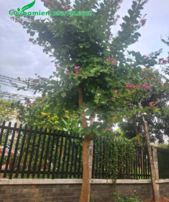 Cây Ban Tím nở hoa đẹp, đường kính gốc 10 - 13cm