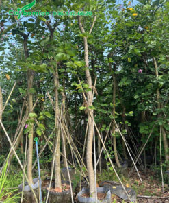 Ban Tím Hoàng Hậu cao 5m, đường kính gốc 10cm