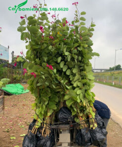 Những bịch cây Ban Hoàng Hậu giống cao 1m