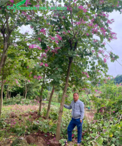 Bứng nóng cây ban hoàng hậu đường kính gốc từ 15cm trở lên