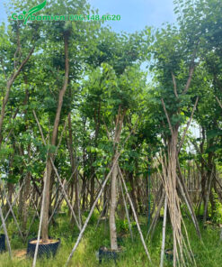 Bán cây hoa ban đẹp, hàng đã dâm ủ kĩ