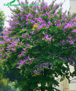 Cây Bằng Lăng cổ thụ cao 6 - 7m đang nở hoa rực rỡ