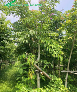 Bằn Lăng dưỡng thời gian dài tại nhà vườn, chiều cao cây trên 4m