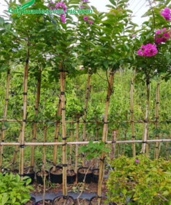 Cây giống dưỡng trong bầu từ nhỏ, đang bắt đầu nở những chùm hoa tím xinh đẹp