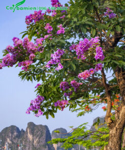 Cây hoa Bằng Lăng cổ thụ khoe sắc