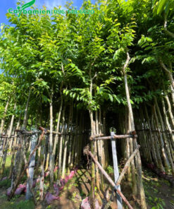 Bằng Lăng cây thẳng đẹp, đường kính gốc 7cm