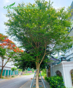 Cây Bồ Quân công trình trồng thành hàng trên vỉa hè đường phố