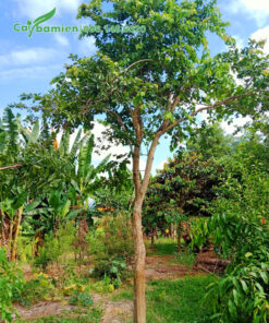 Cây cao 4m, đường kính thân khoảng 13cm (đo cách gốc 1m)