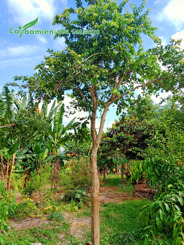 Cây cao 4m, đường kính thân khoảng 13cm (đo cách gốc 1m)