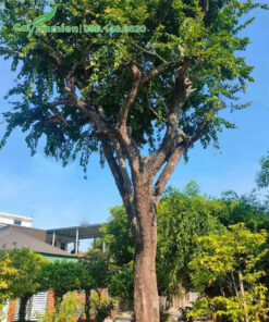 Hình ảnh cây Bồ Quân dâm ủ tán đẹp, đường kính gốc 25 - 30cm