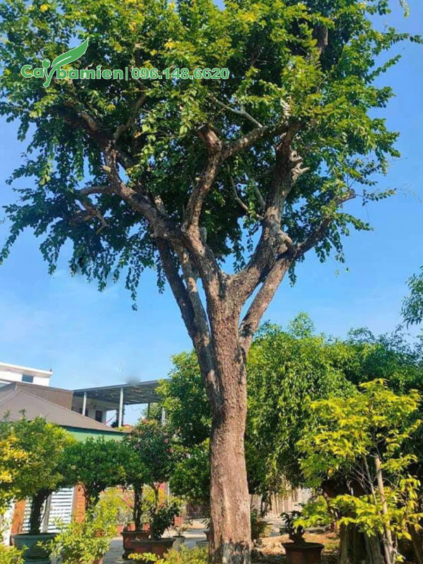 Hình ảnh cây Bồ Quân dâm ủ tán đẹp, đường kính gốc 25 - 30cm