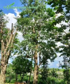 Cây Bồ Quân đại thụ chiều cao khoảng 6 - 7m