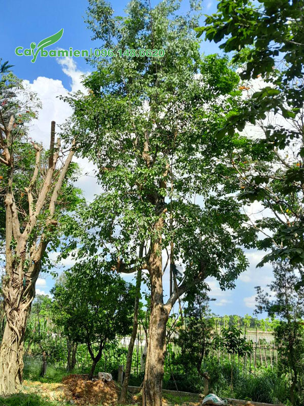 Cây Bồ Quân đại thụ chiều cao khoảng 6 - 7m