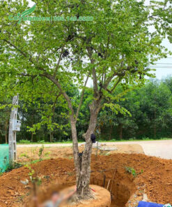 Đường kính bầu của cây Bồ Quân cổ thụ lên đến 100 - 120cm