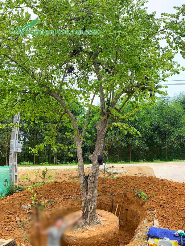 Đường kính bầu của cây Bồ Quân cổ thụ lên đến 100 - 120cm