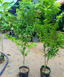Vườn ươm và bán cây giống bồ nguyên nguyên bầu
